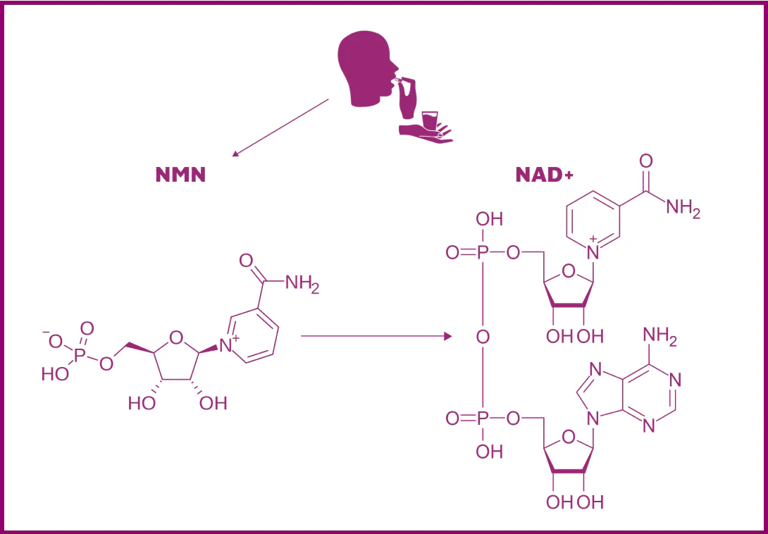 NMN Benefits for Men